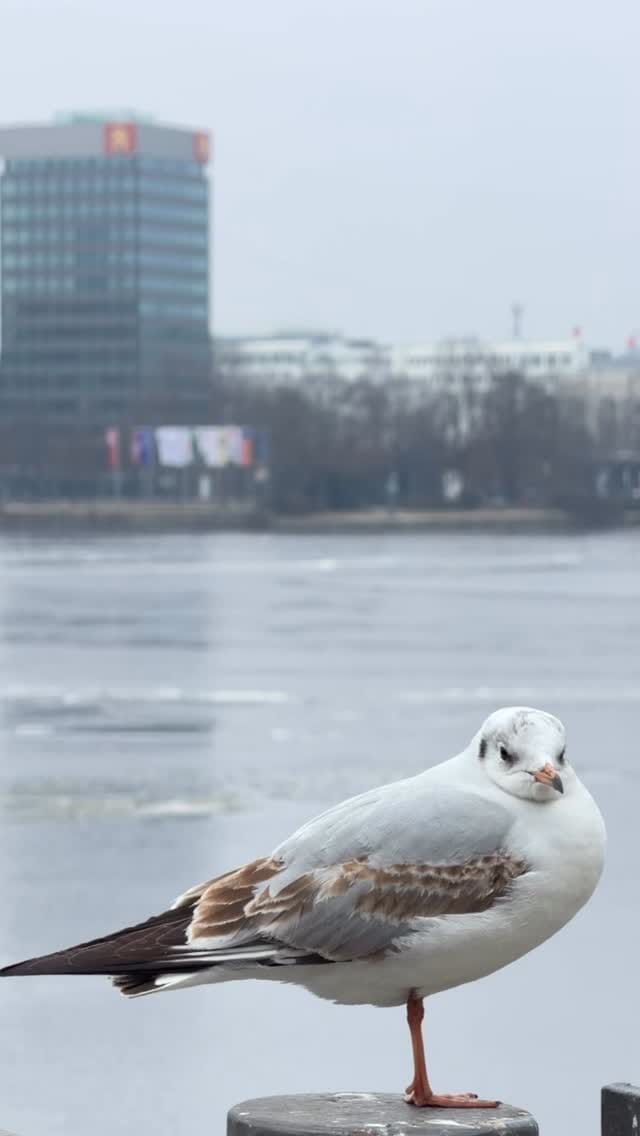 Post 8 by Hamburg Style on Instagram (video)