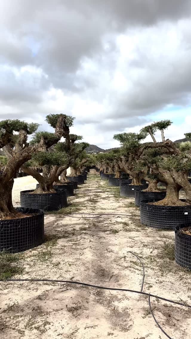 Post 8 by Illici Plants on Instagram (video)