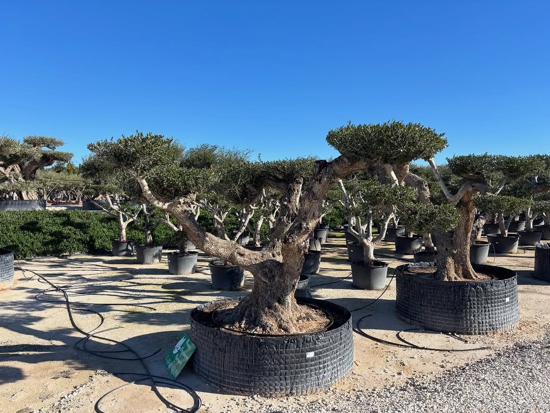 Post 1 by Illici Plants on Instagram (carousel)