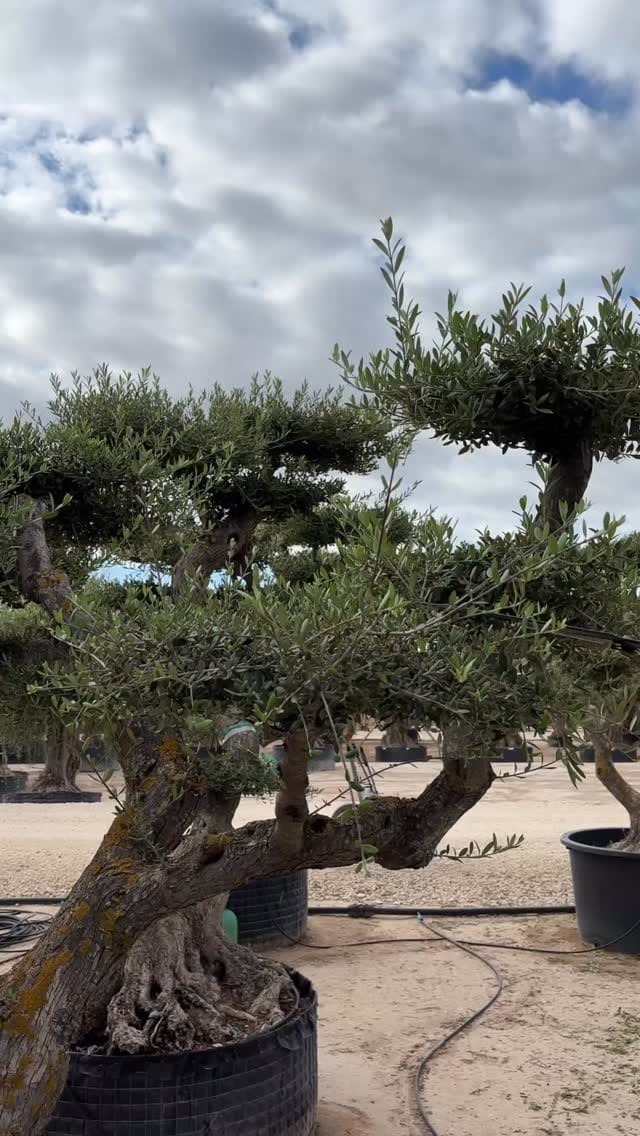 Post 5 by Illici Plants on Instagram (video)