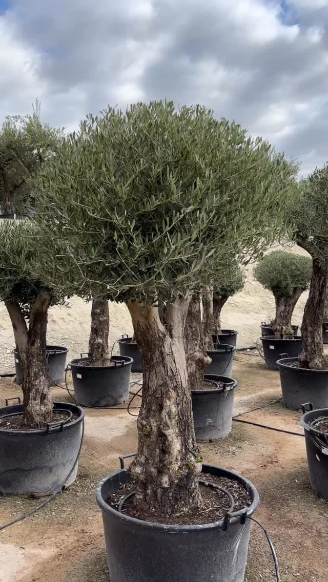Post 4 by Illici Plants on Instagram (video)