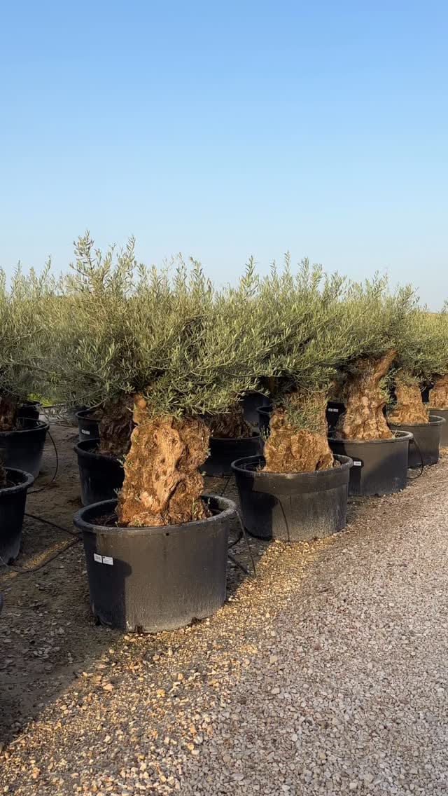 Post 10 by Illici Plants on Instagram (video)