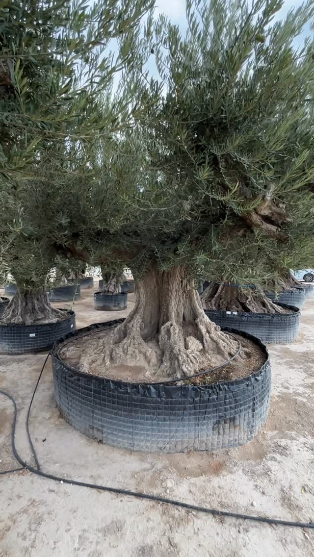 Post 3 by Illici Plants on Instagram (video)