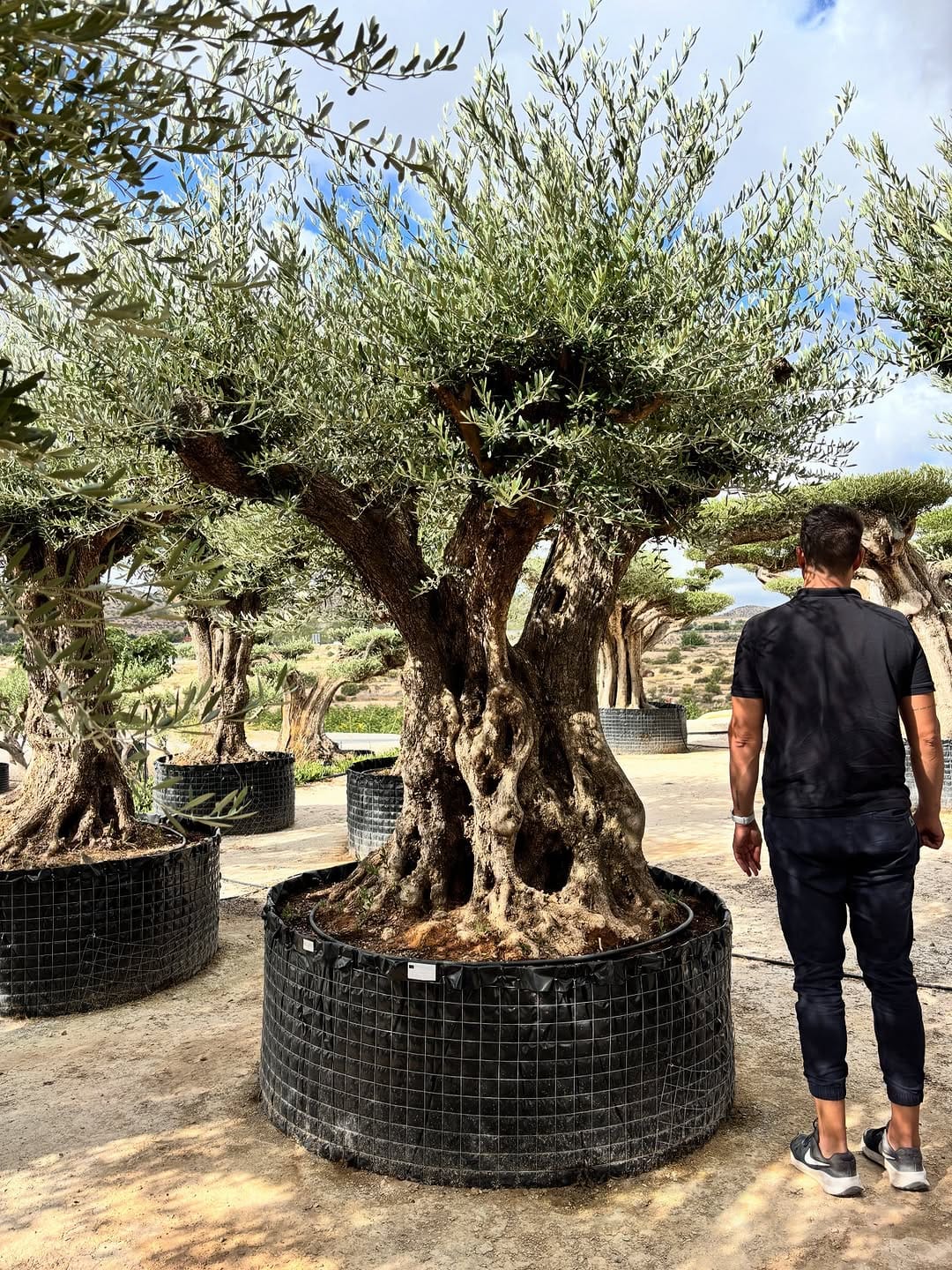 Post 7 by Illici Plants on Instagram (image)