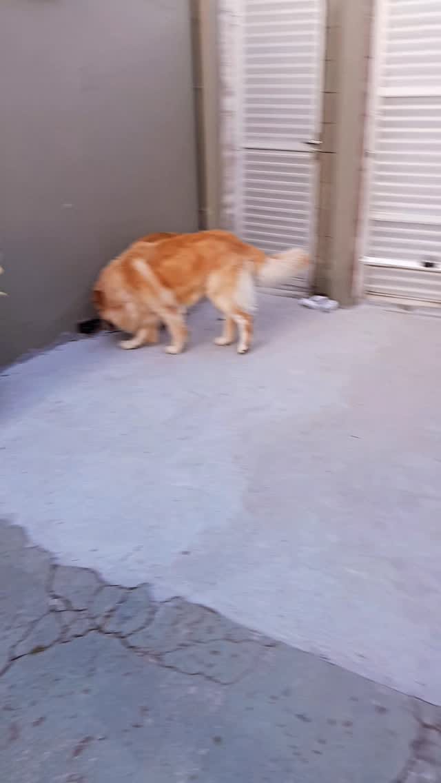 Post 2 by Márcio Bauer on Instagram (video)