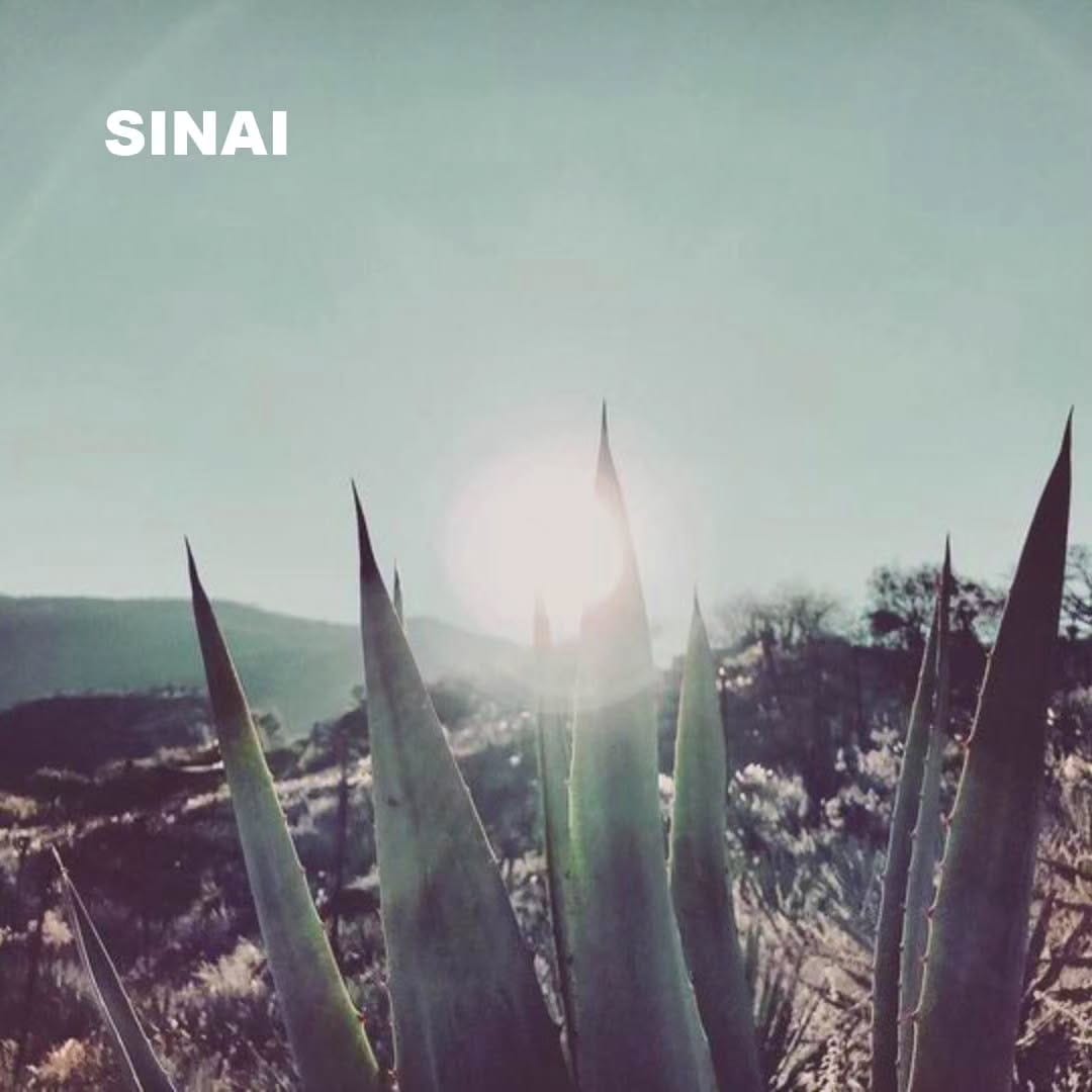 Post 3 by Mezcal Sinái Latinoamerica on Instagram (image)