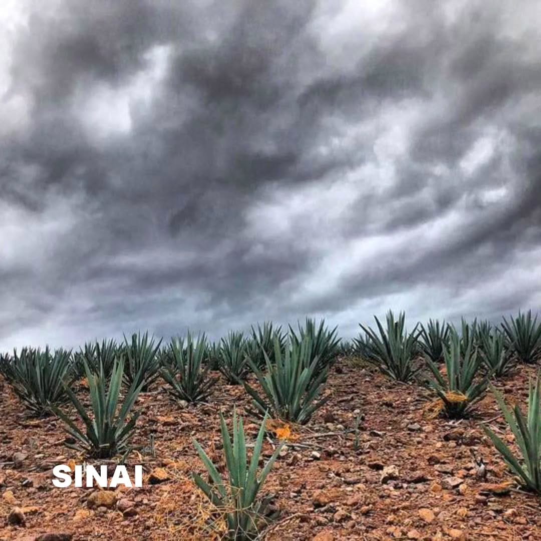 Post 9 by Mezcal Sinái Latinoamerica on Instagram (image)