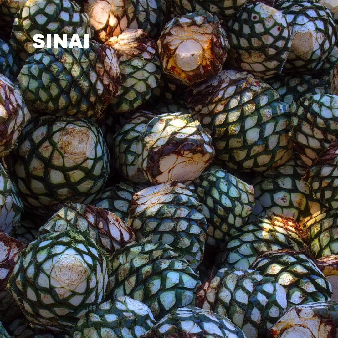 Post 5 by Mezcal Sinái Latinoamerica on Instagram (image)