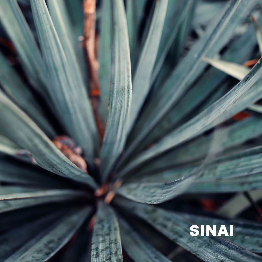 Post 7 by Mezcal Sinái Latinoamerica on Instagram (image)