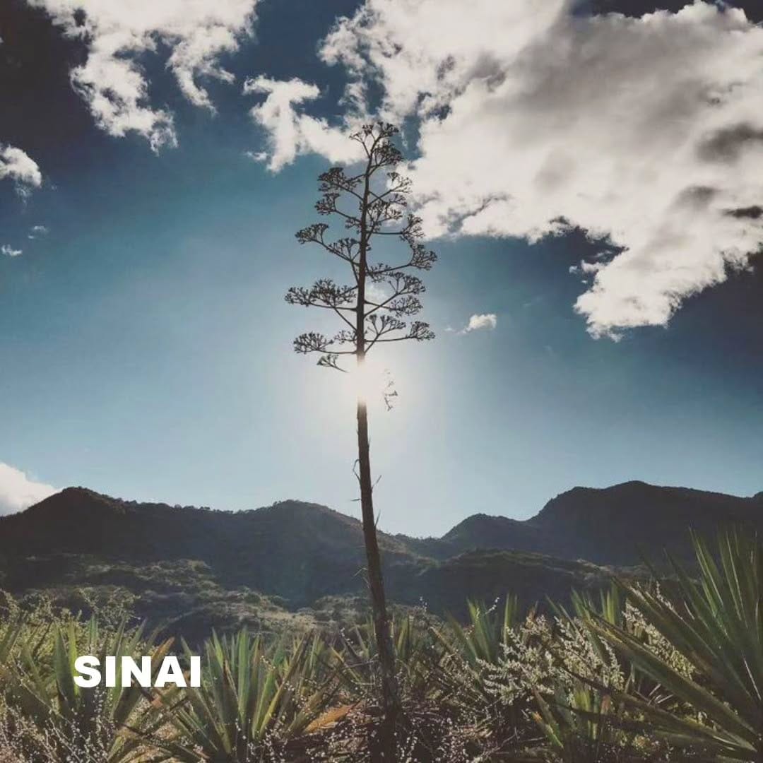 Post 8 by Mezcal Sinái Latinoamerica on Instagram (image)