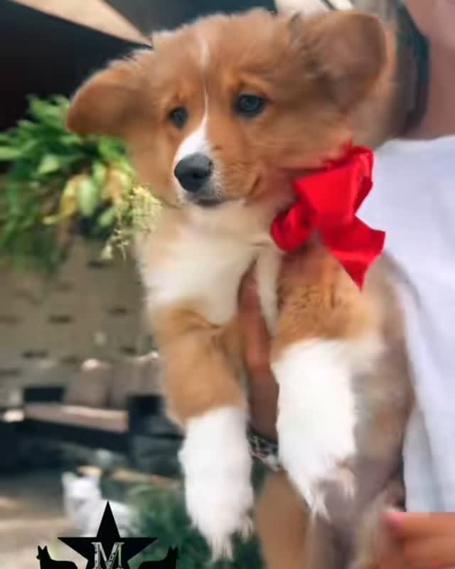 Post 1 by Mcdonaldcorgis on Instagram (video)