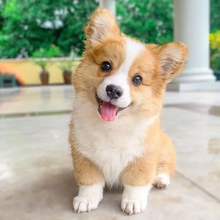 Post 8 by Mcdonaldcorgis on Instagram (image)