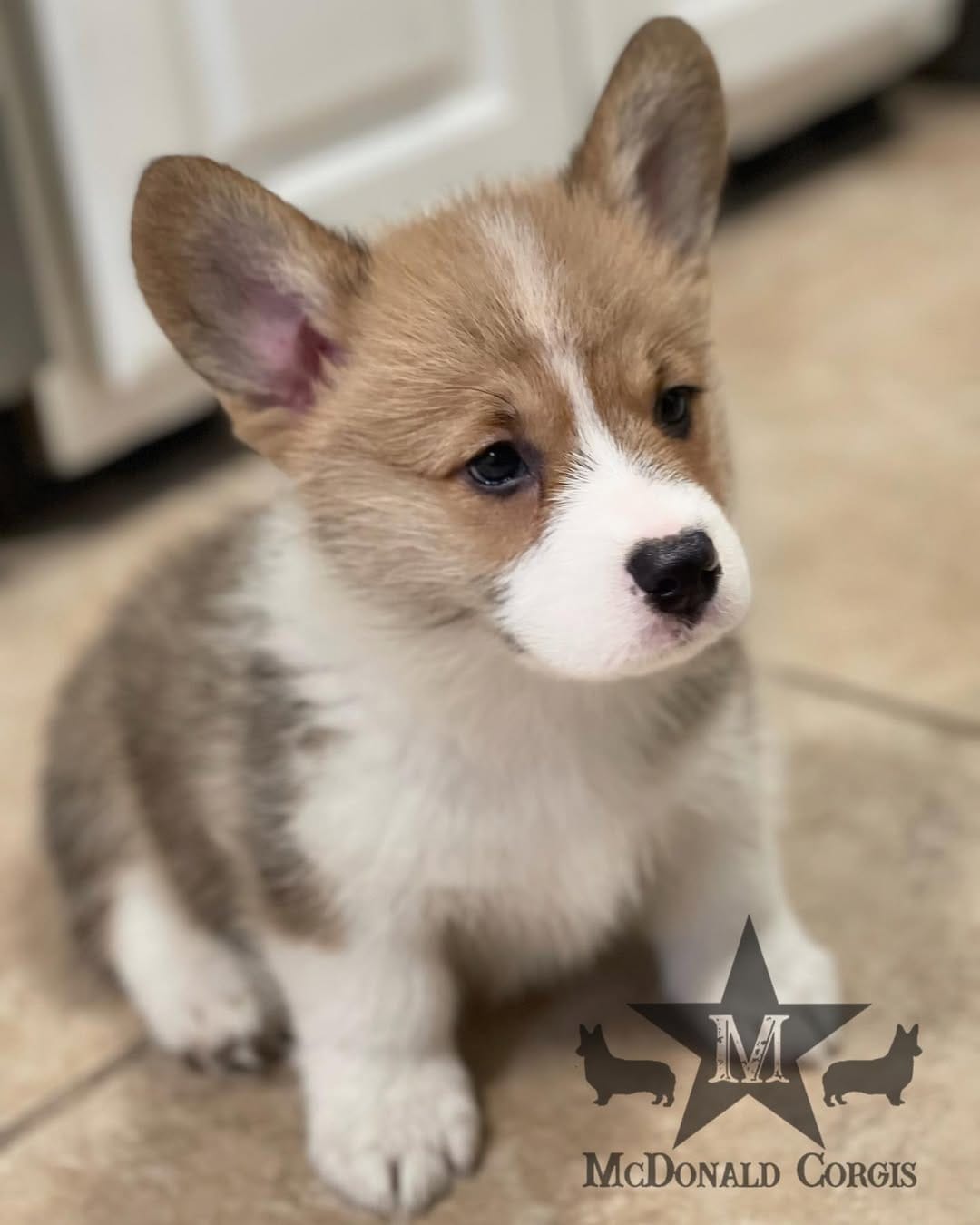Post 4 by Mcdonaldcorgis on Instagram (image)