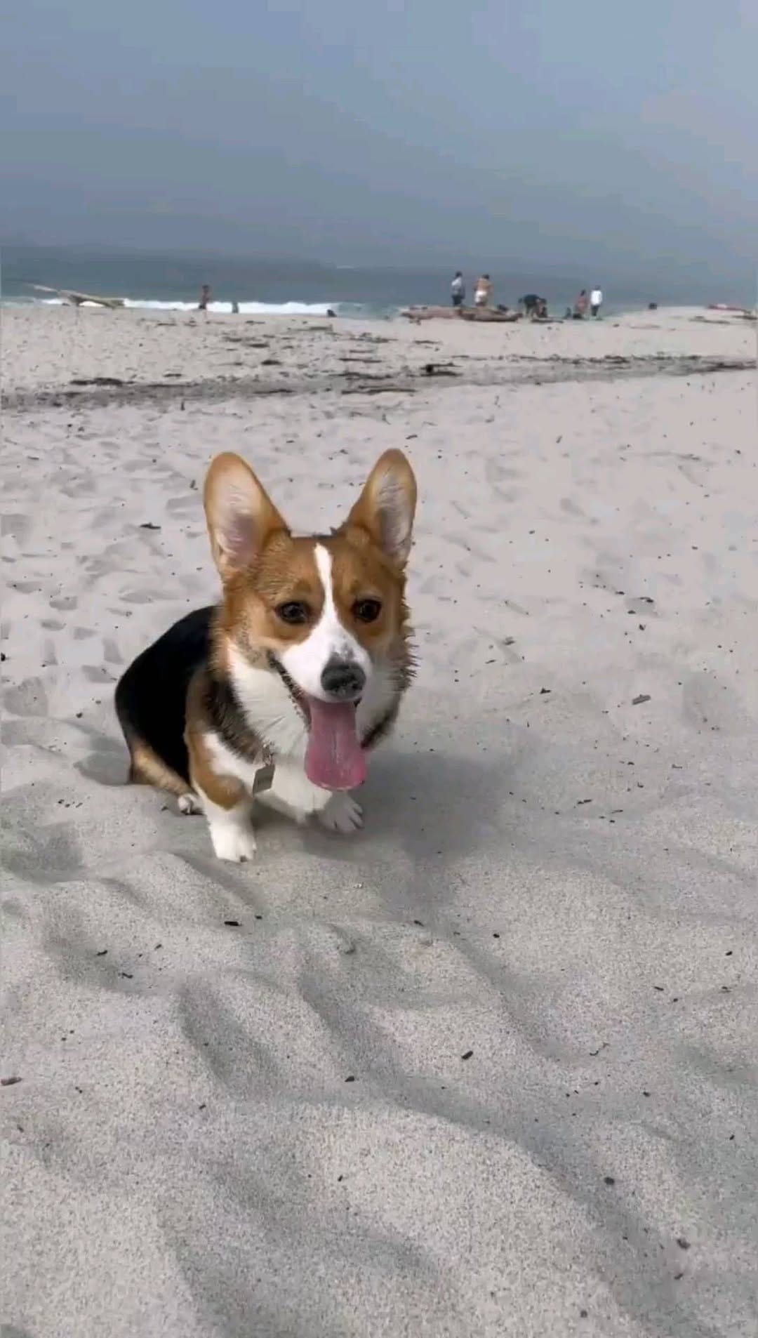 Post 9 by Mcdonaldcorgis on Instagram (video)