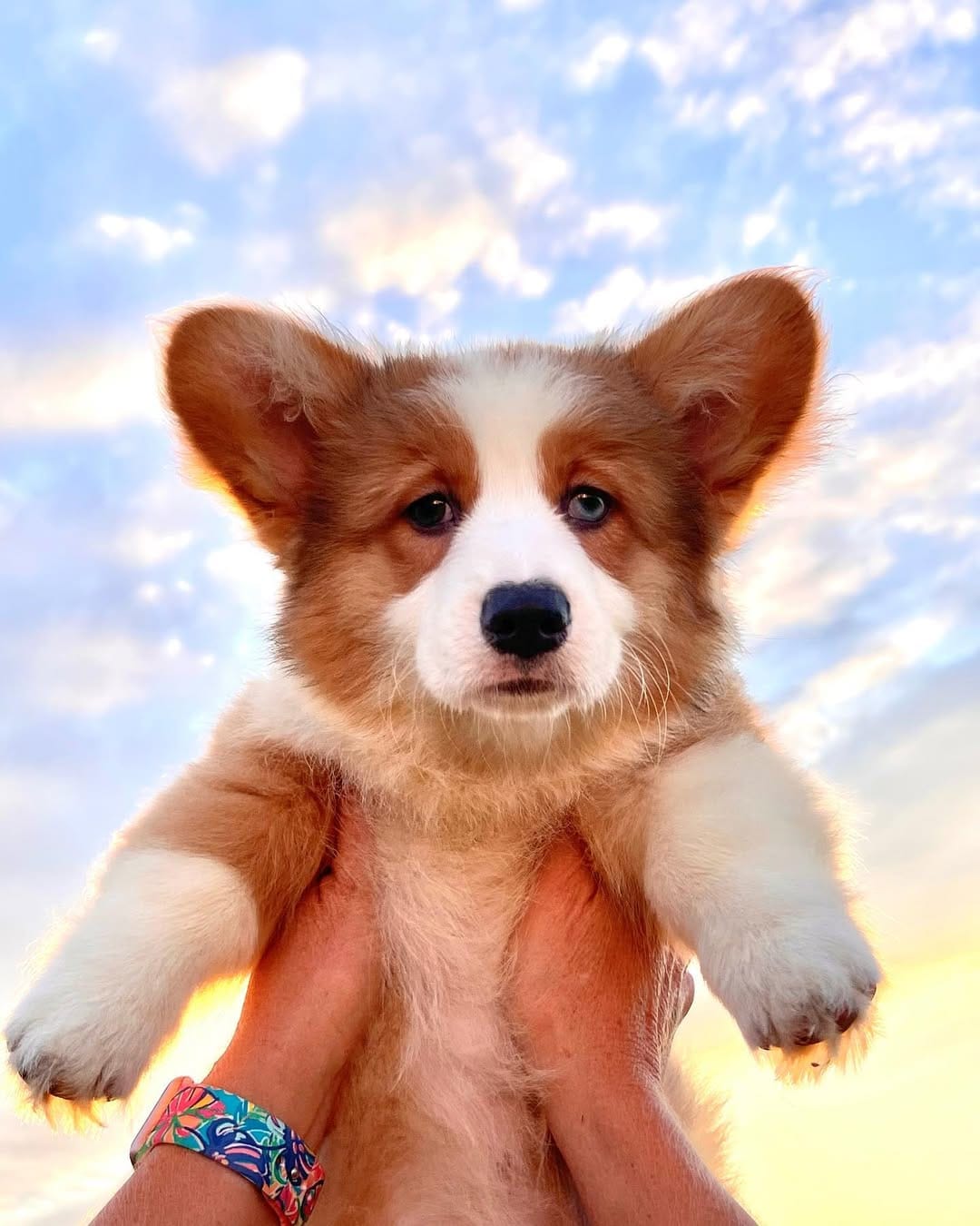 Post 7 by Mcdonaldcorgis on Instagram (image)