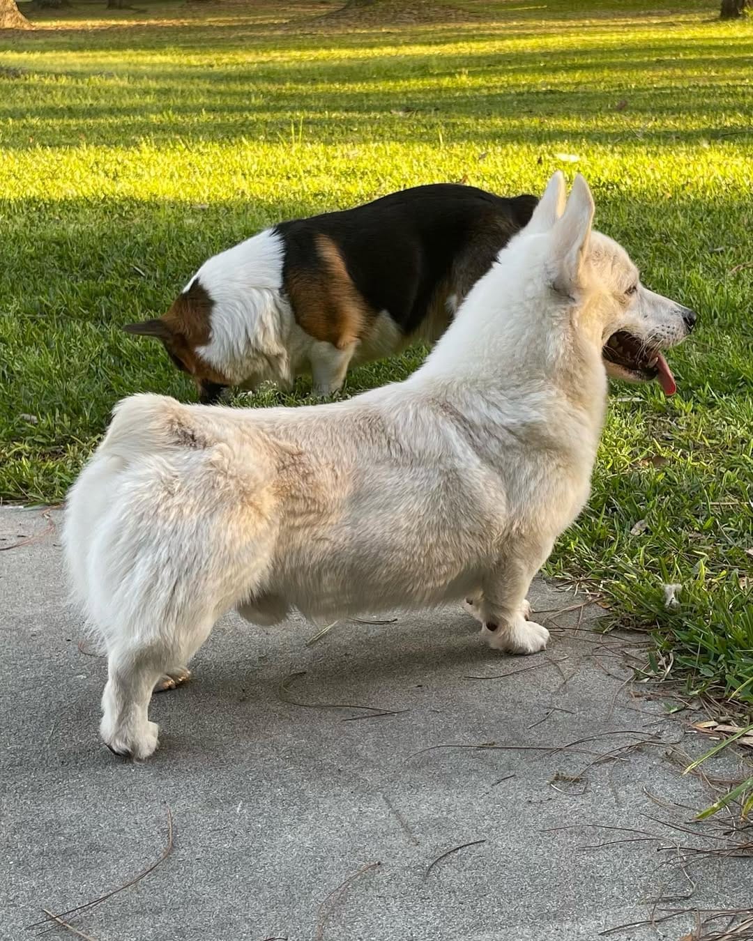 Post 5 by Mcdonaldcorgis on Instagram (image)