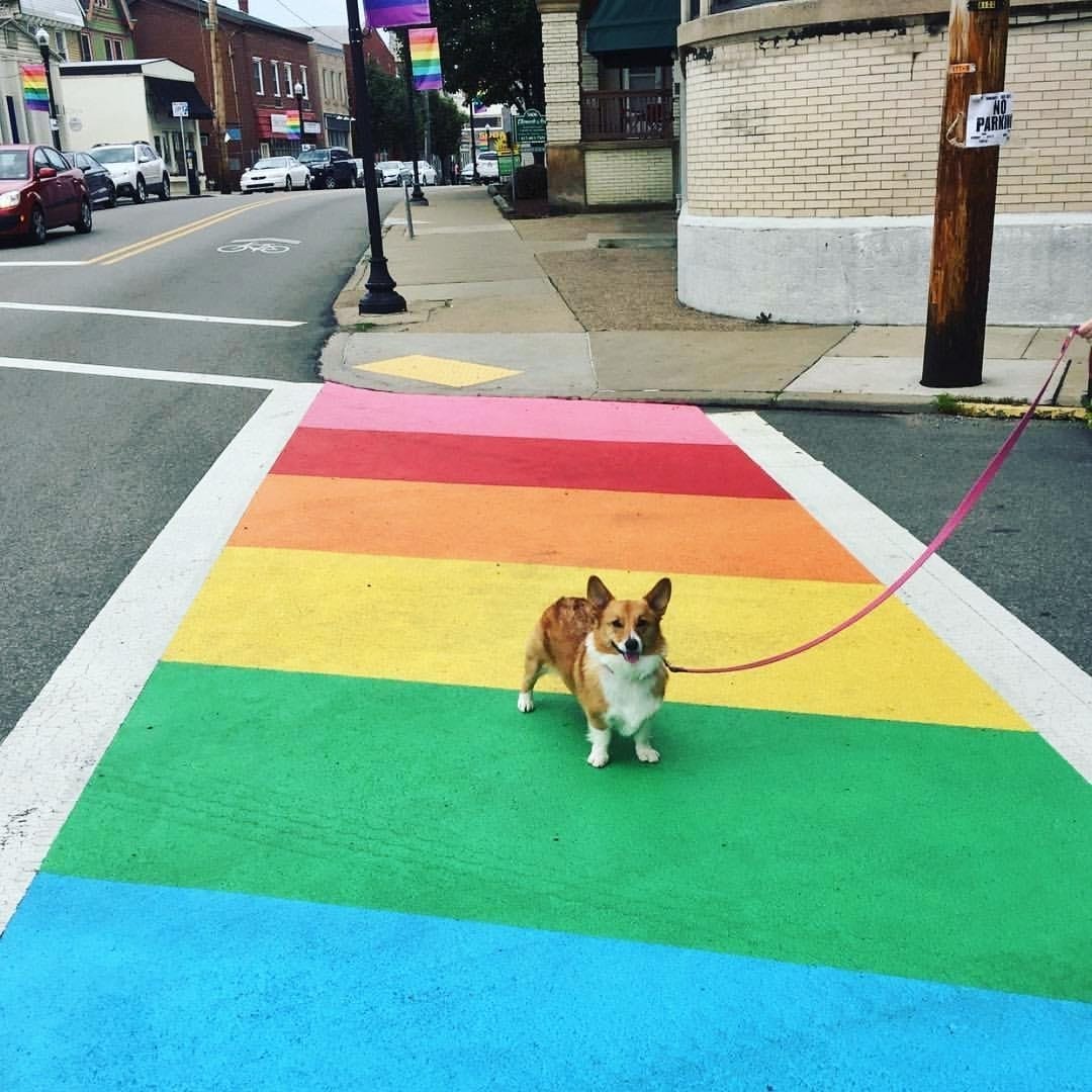 Post 10 by Mcdonaldcorgis on Instagram (image)