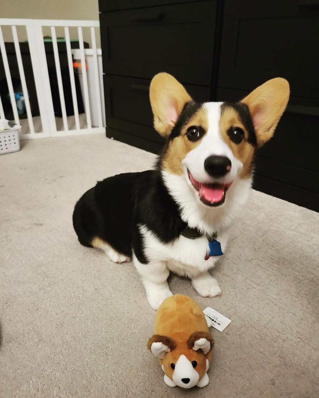 Post 2 by Mcdonaldcorgis on Instagram (image)