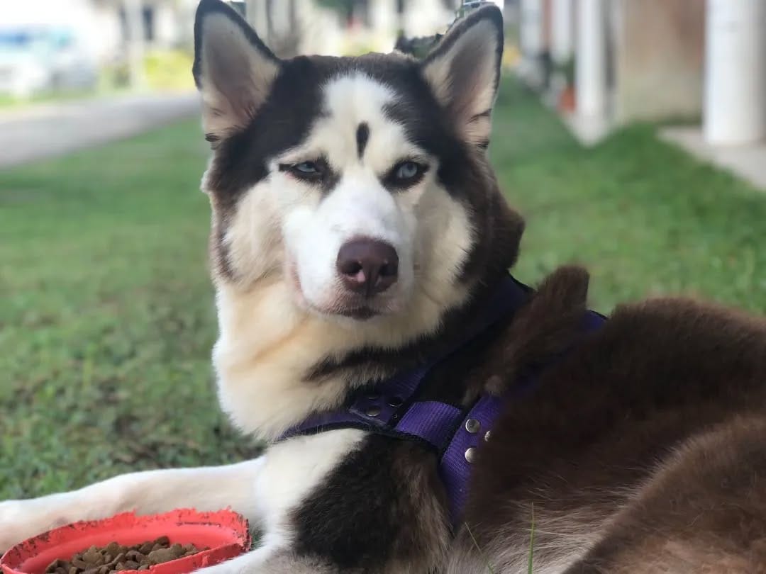 Post 5 by @rubby_wolf on Instagram (image)