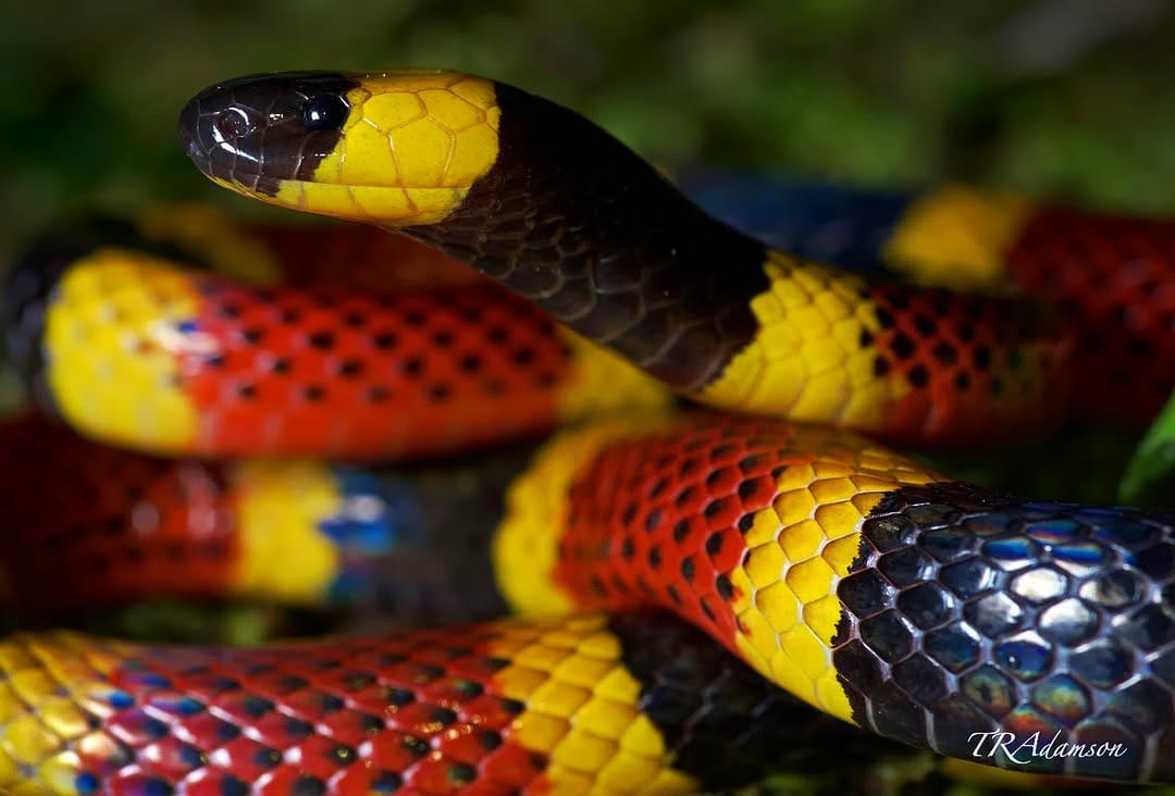 Post 5 by Trent Adamson on Instagram (image)