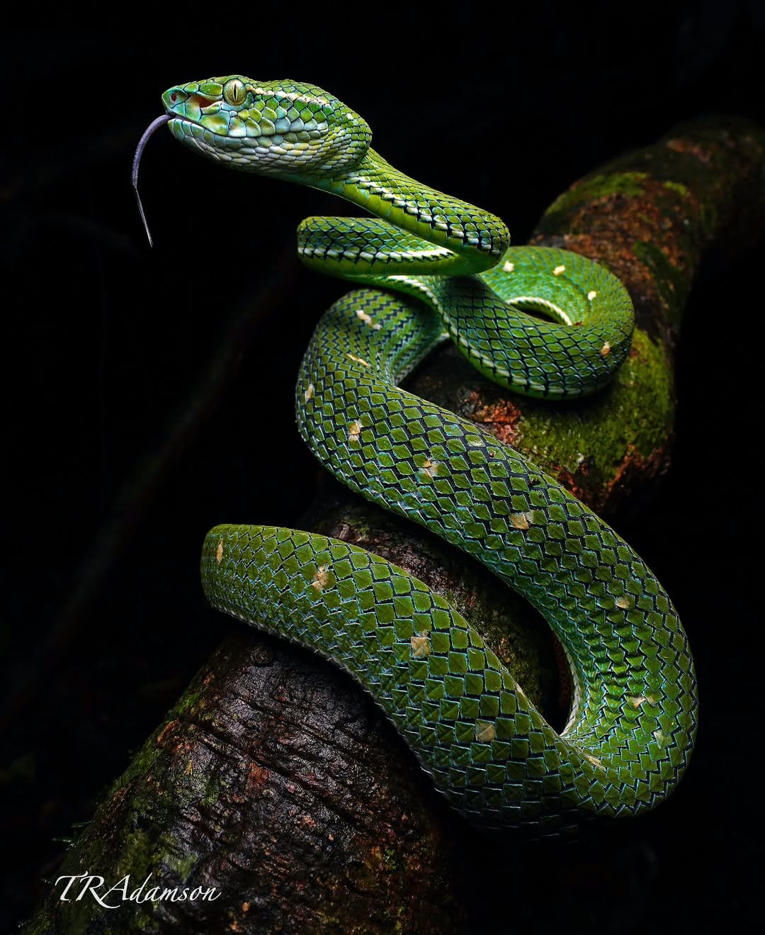Post 9 by Trent Adamson on Instagram (image)