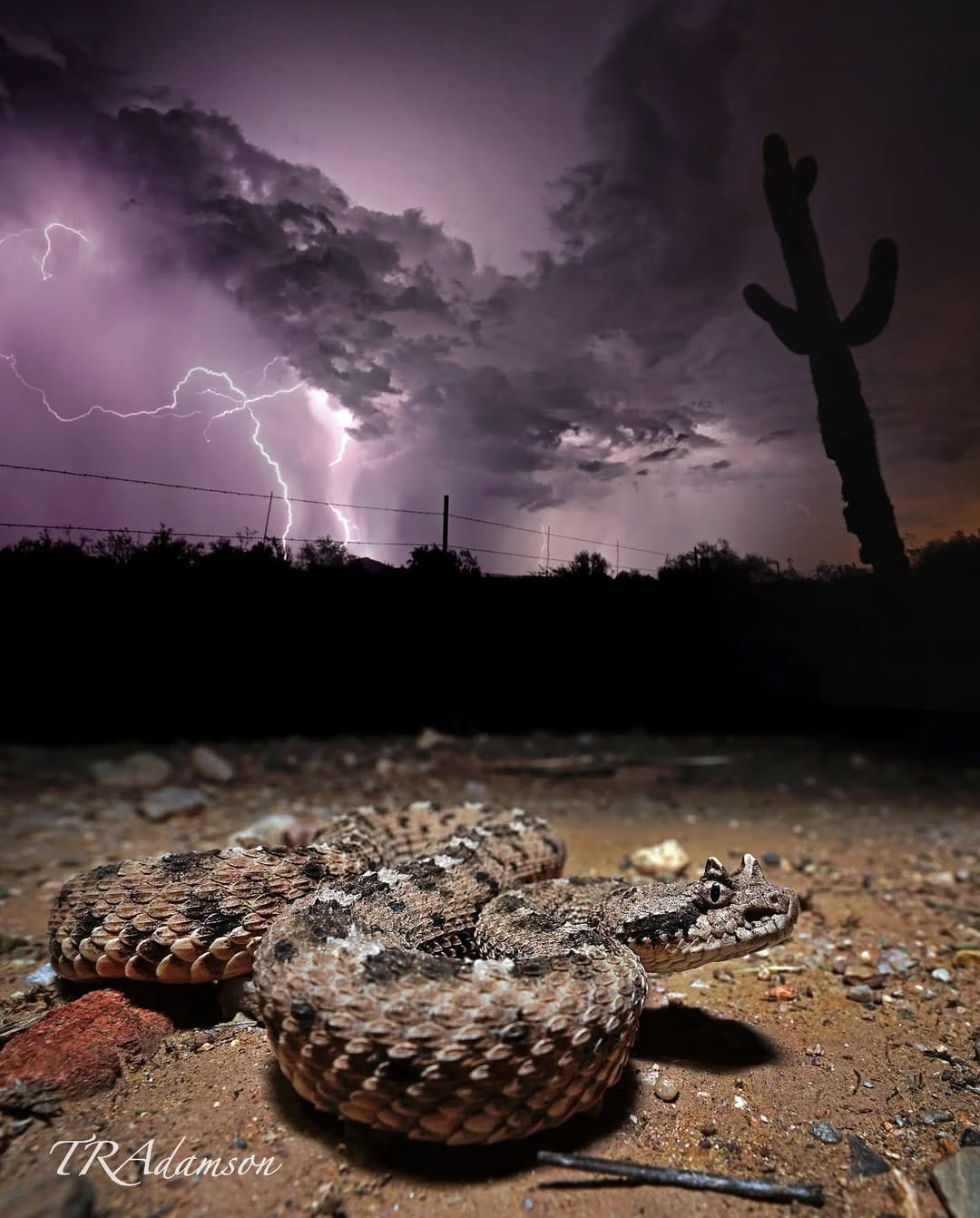 Post 10 by Trent Adamson on Instagram (image)