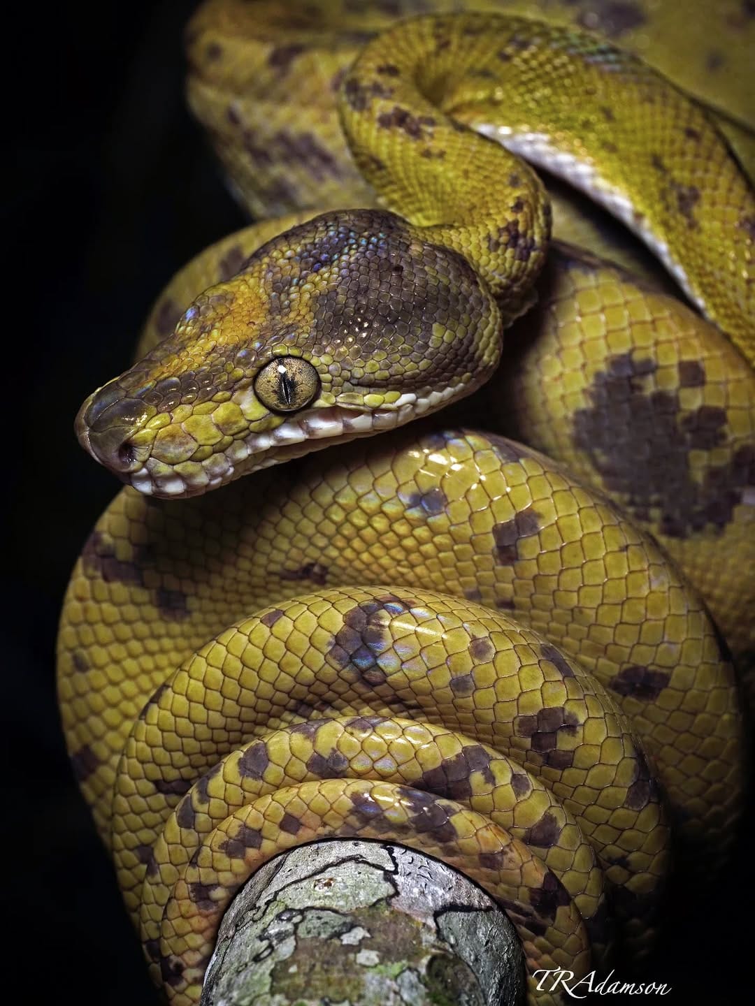 Post 2 by Trent Adamson on Instagram (image)