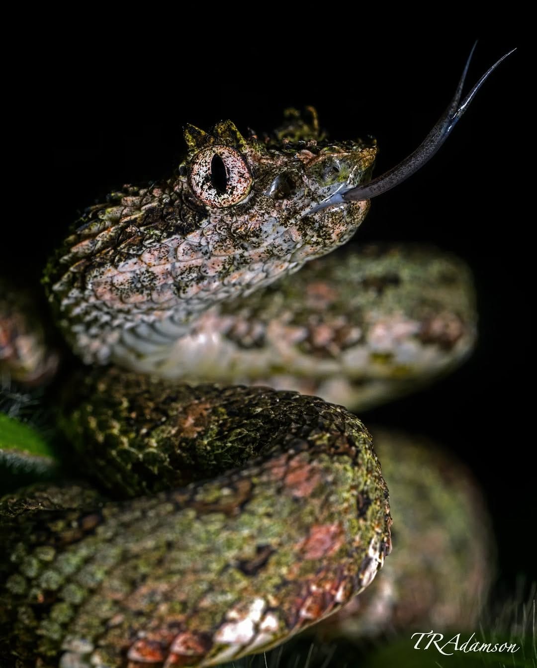 Post 3 by Trent Adamson on Instagram (image)