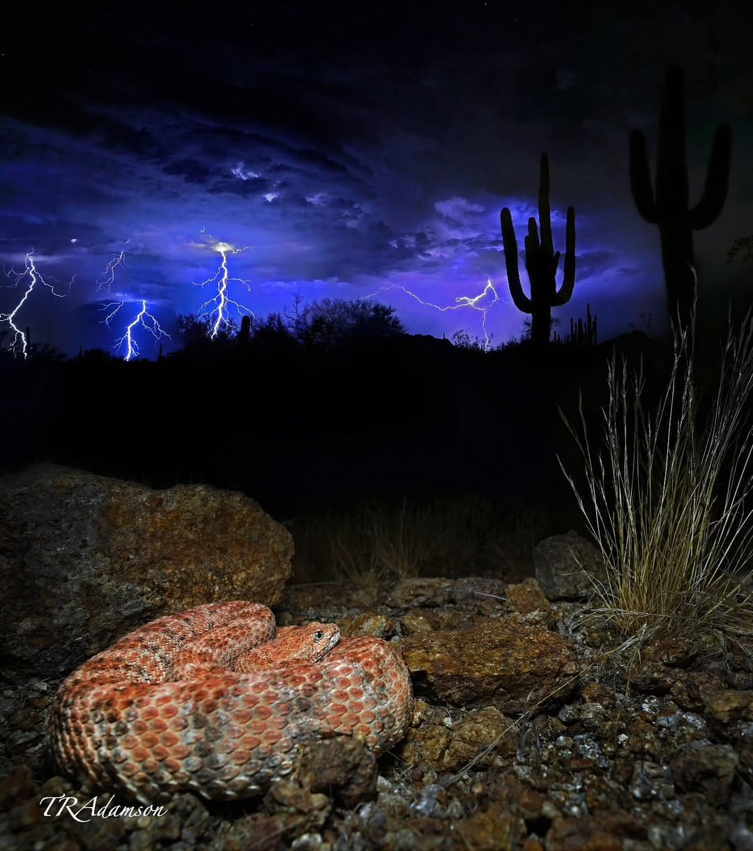 Post 8 by Trent Adamson on Instagram (image)