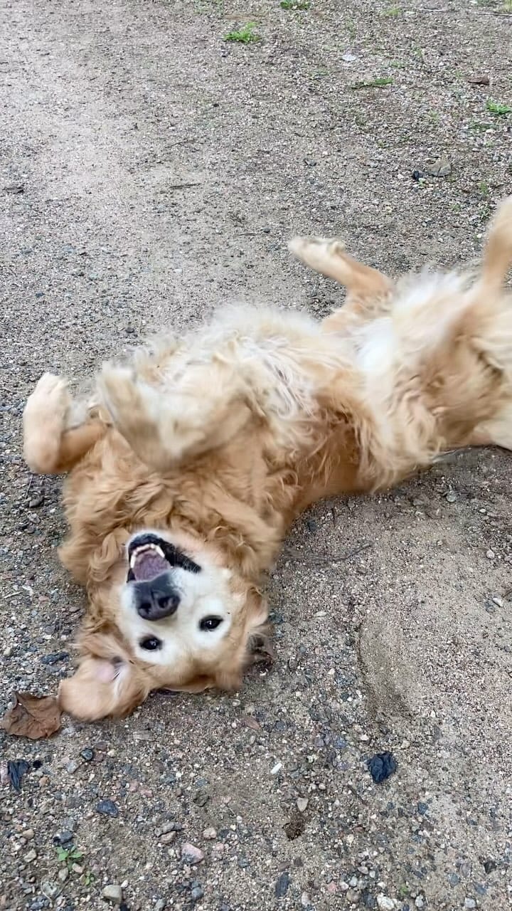 Post 6 by Lyle on Instagram (video)