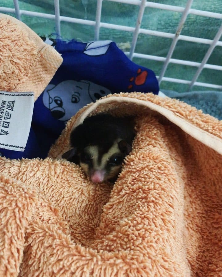 Post 1 by Lou The Vet 🐾 on Instagram (carousel)