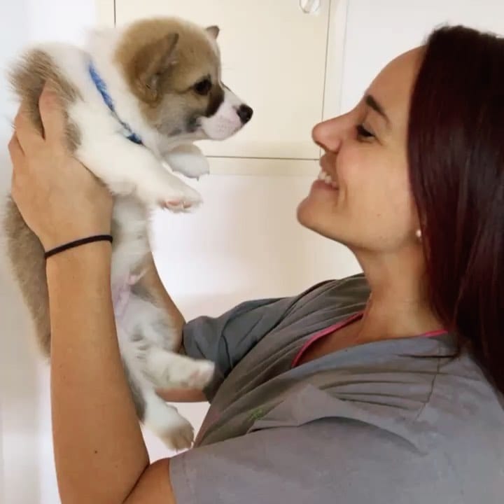 Post 10 by Lou The Vet 🐾 on Instagram (video)