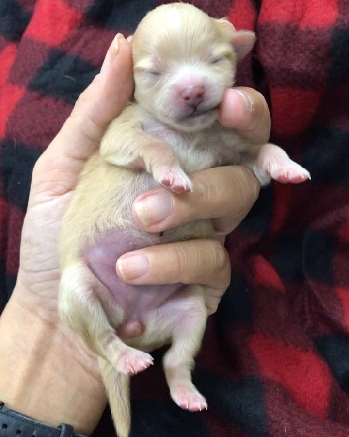 Post 5 by Lou The Vet 🐾 on Instagram (video)
