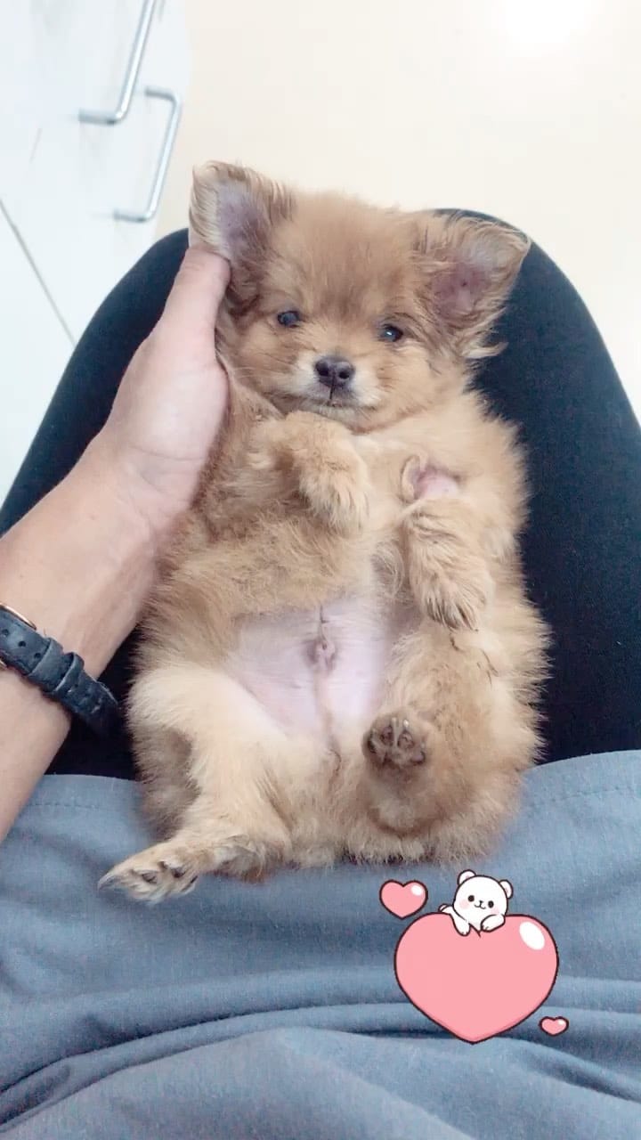 Post 2 by Lou The Vet 🐾 on Instagram (video)
