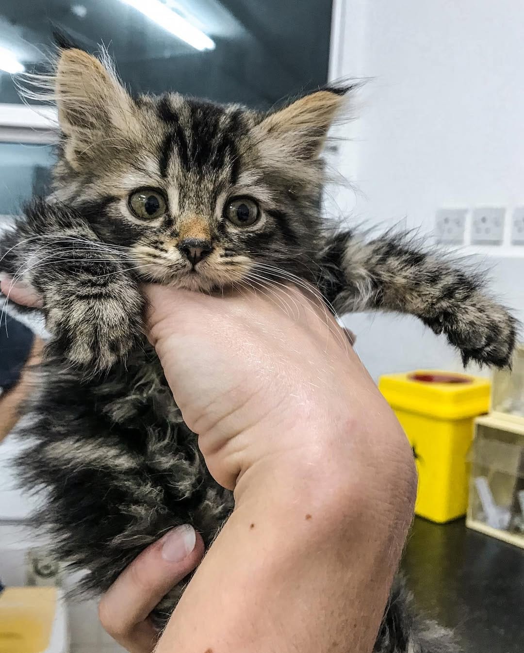 Post 7 by Lou The Vet 🐾 on Instagram (carousel)