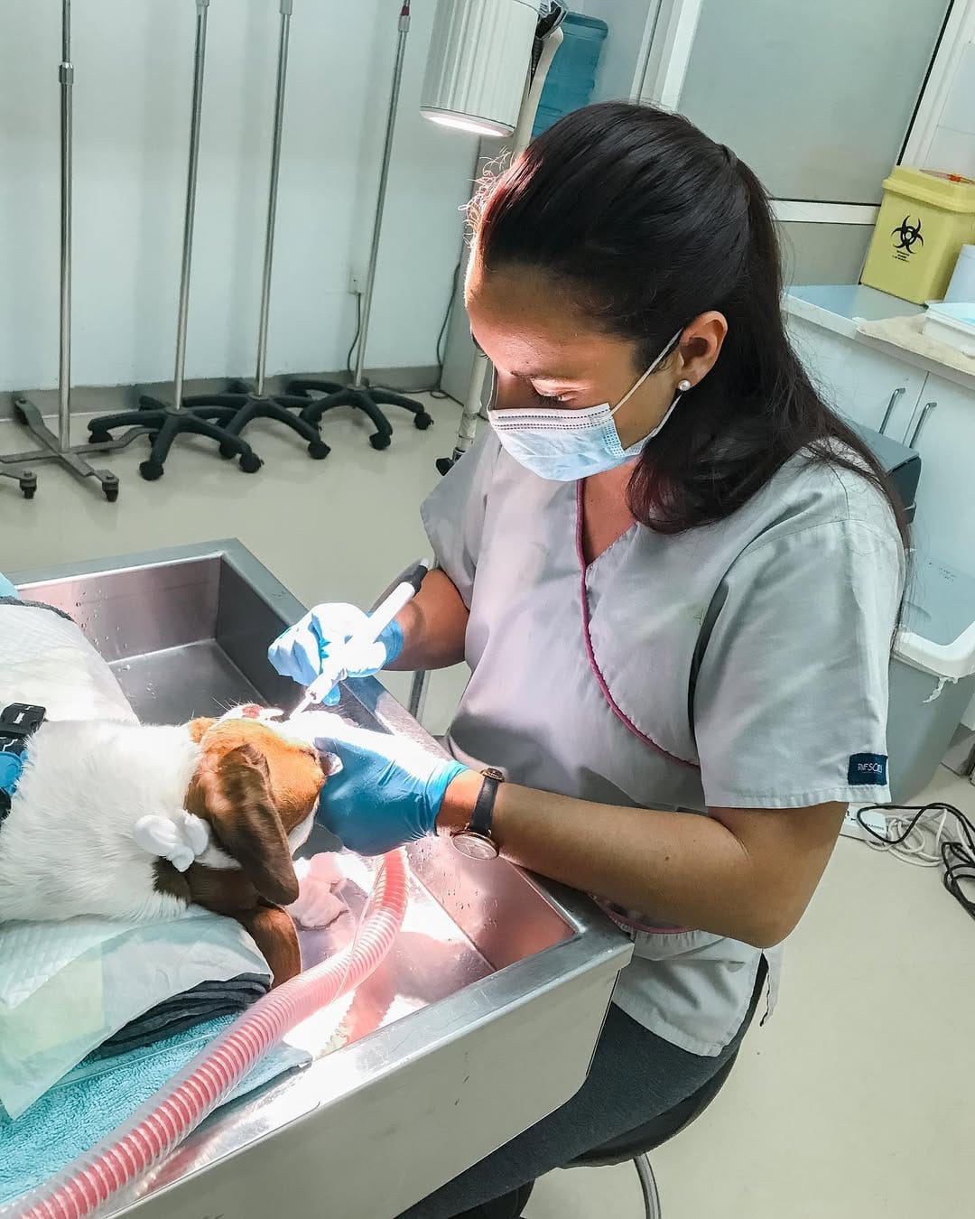Post 3 by Lou The Vet 🐾 on Instagram (carousel)