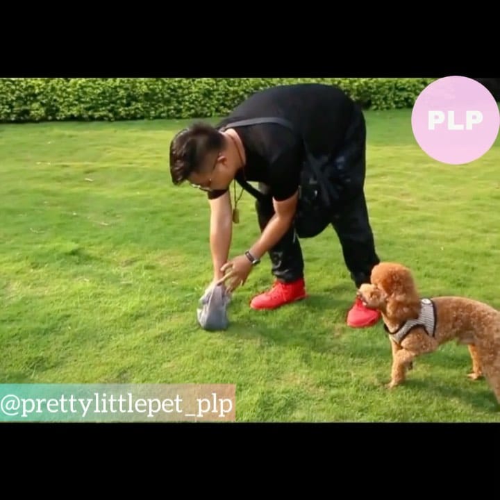 Post 1 by Pretty little Pet on Instagram (carousel)