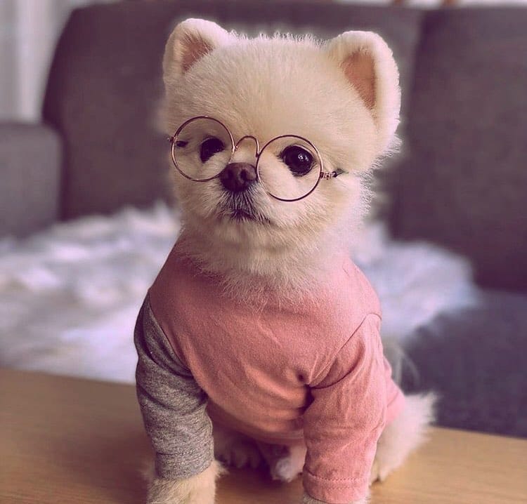 Post 4 by Pretty little Pet on Instagram (image)