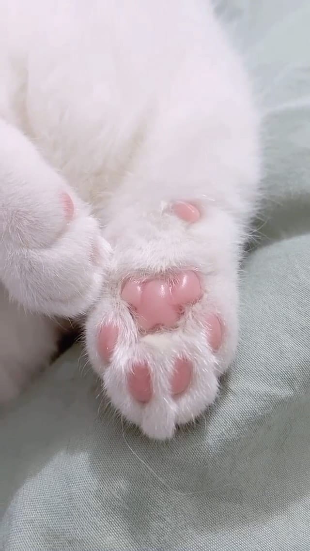 Post 9 by Pretty little Pet on Instagram (video)