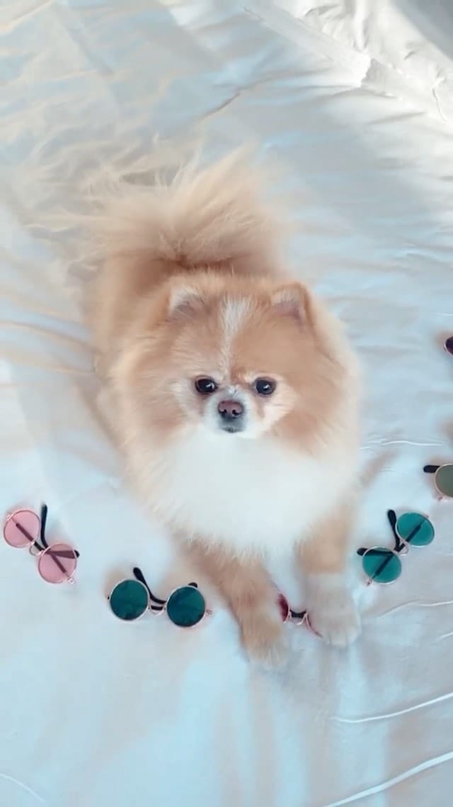 Post 6 by Pretty little Pet on Instagram (video)