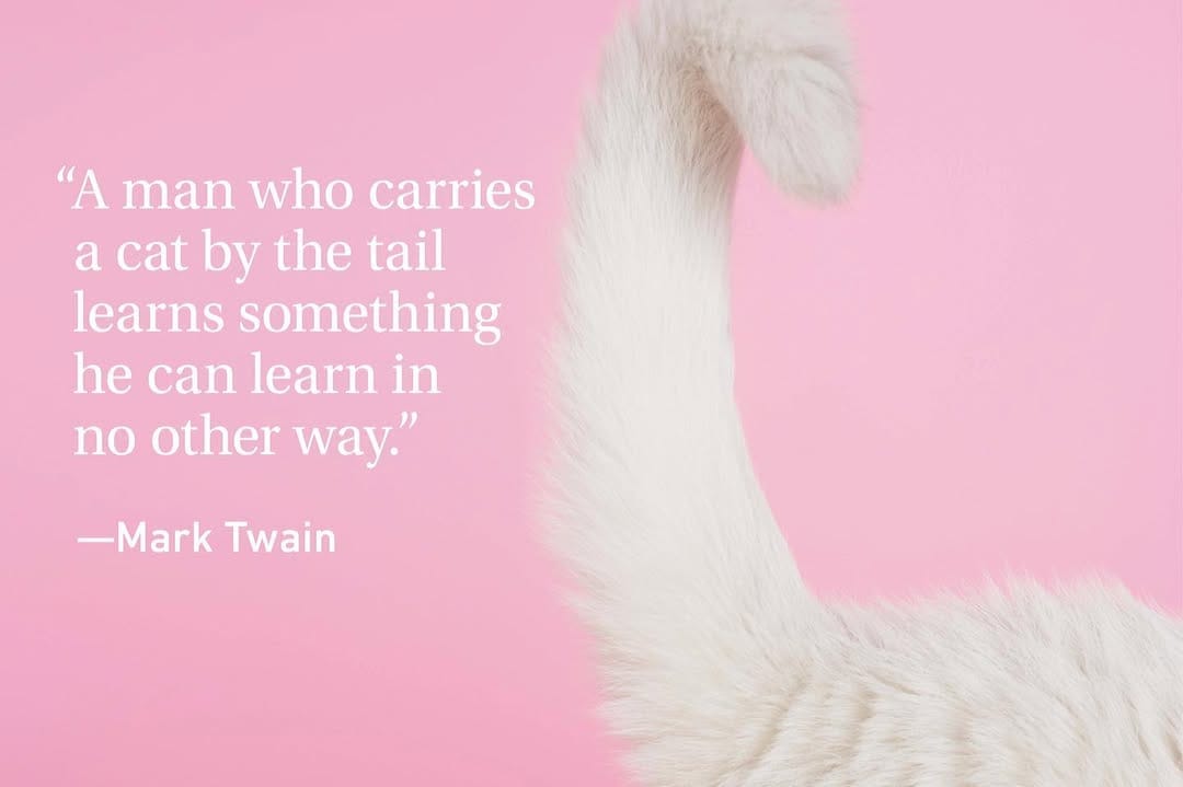 Post 8 by Pretty little Pet on Instagram (image)