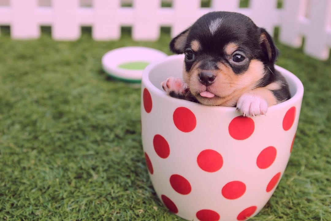 Post 10 by Pretty little Pet on Instagram (image)