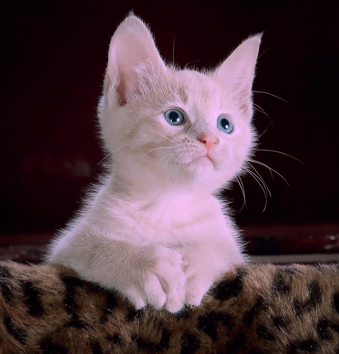 Post 7 by Pretty little Pet on Instagram (image)