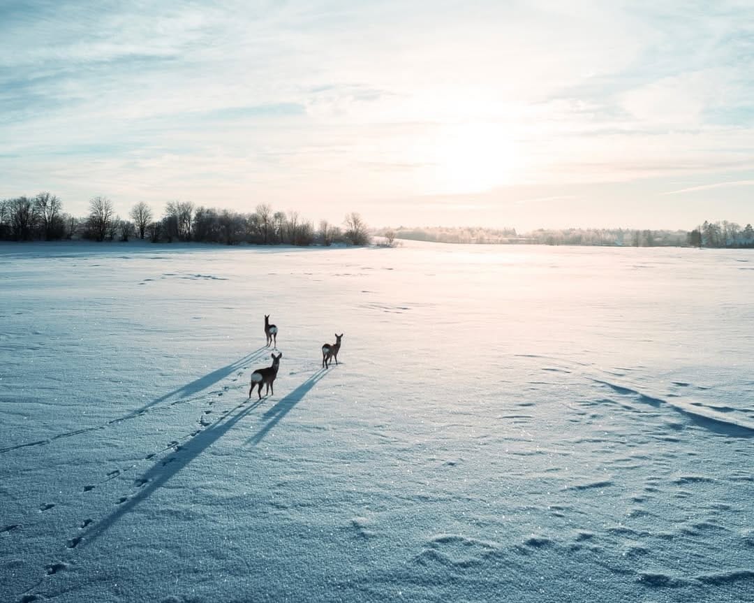 Post 5 by Eesti Fotograafid / EF on Instagram (image)