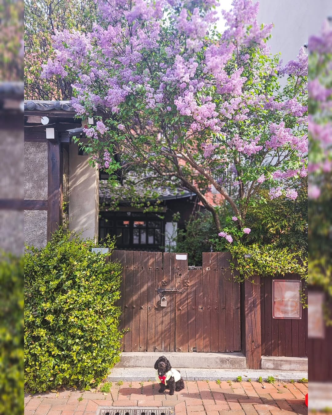 Post 10 by Son  Kyonghee on Instagram (image)