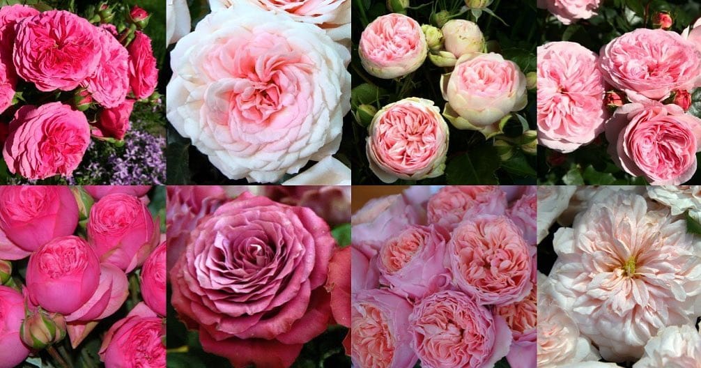 Post 5 by WeddingRosesDirect.com on Instagram (image)