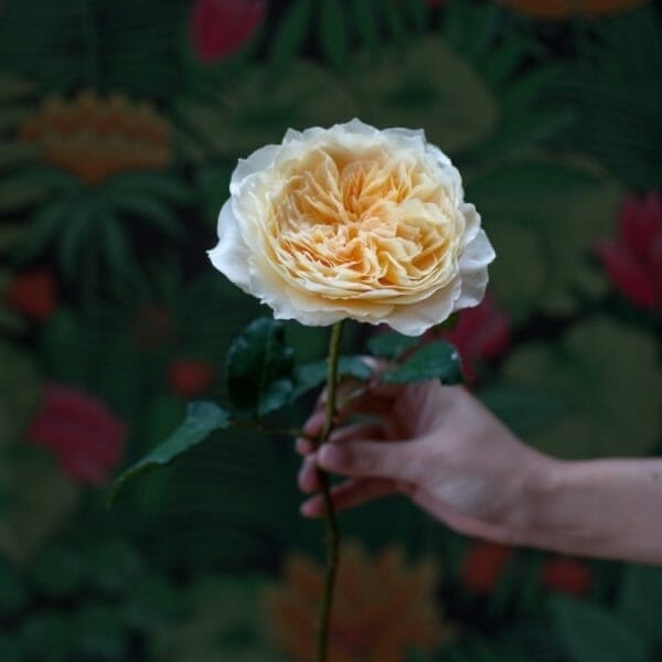 Post 4 by WeddingRosesDirect.com on Instagram (image)