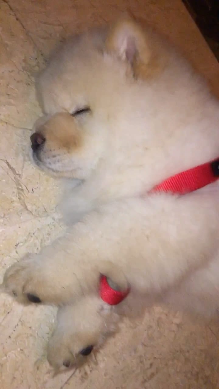 Post 5 by Oscar the Chow Chow 🦁 on Instagram (video)