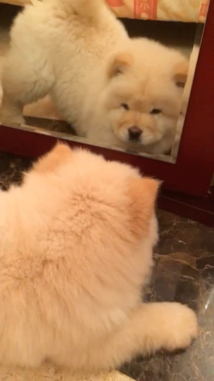 Post 9 by Oscar the Chow Chow 🦁 on Instagram (video)