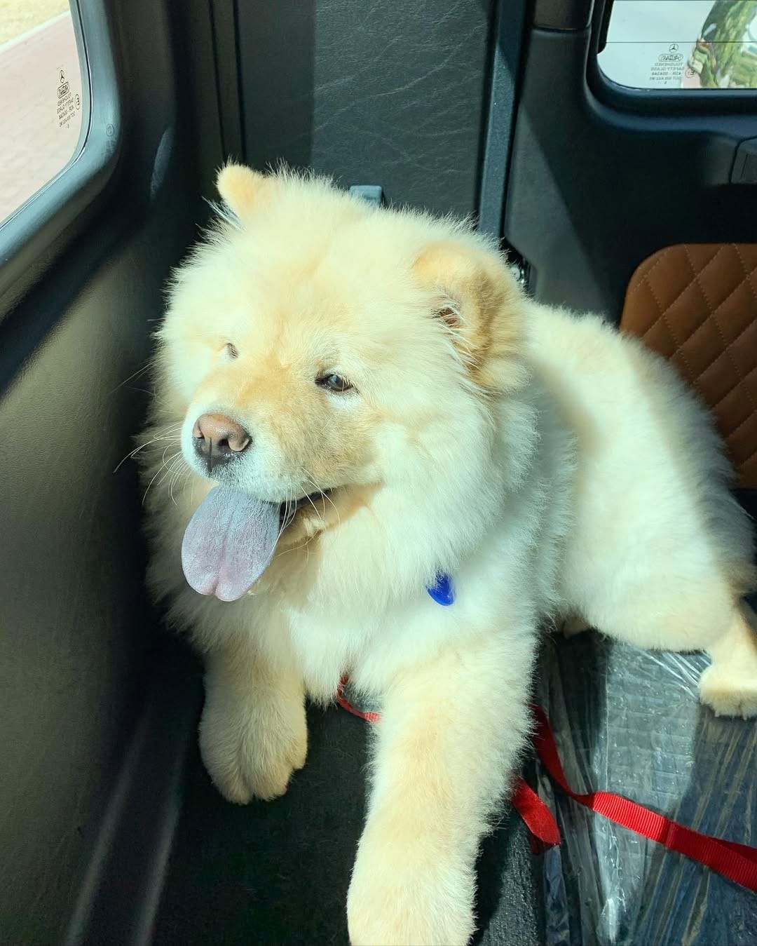 Post 4 by Oscar the Chow Chow 🦁 on Instagram (image)